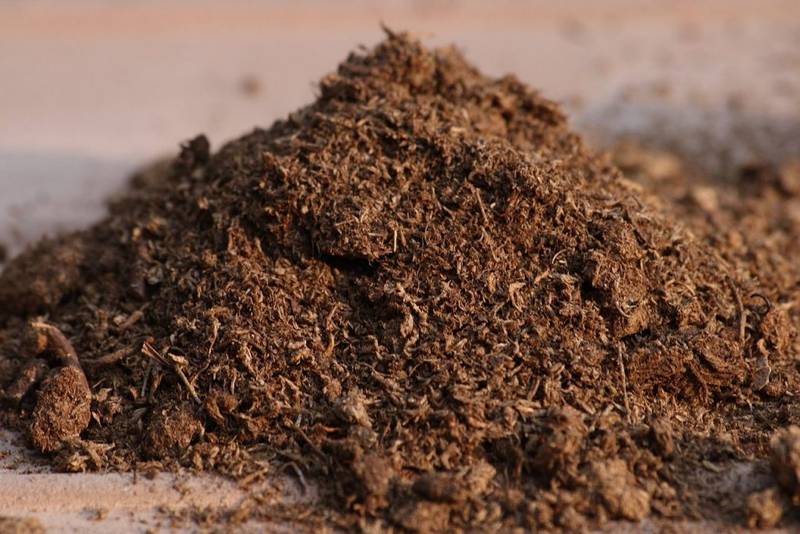 1280px-Schultz_Sphagnum_Peat_Moss-1-1024x684